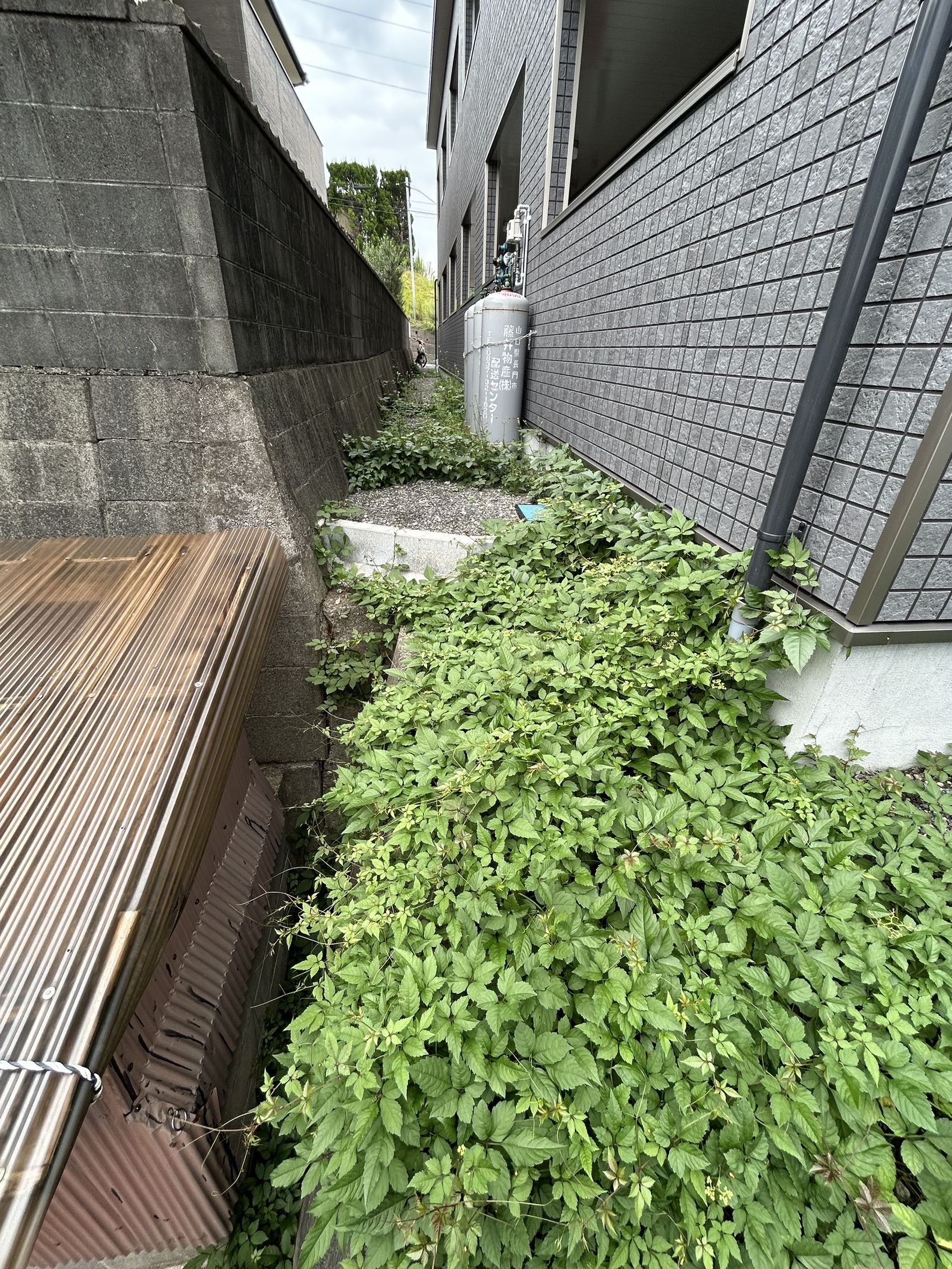 神集 草刈り・伐採2